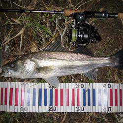 お馴染のポイントにてＨｉｔ”！